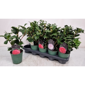CAMELLIA JAPONICA
