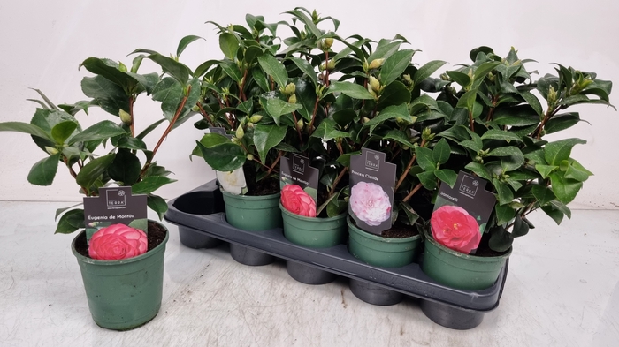 <h4>CAMELLIA JAPONICA</h4>