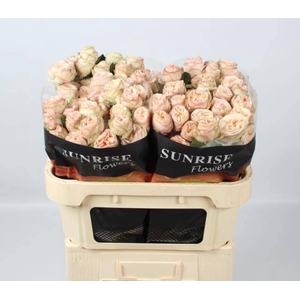 R TR GEN TRENDSETTER