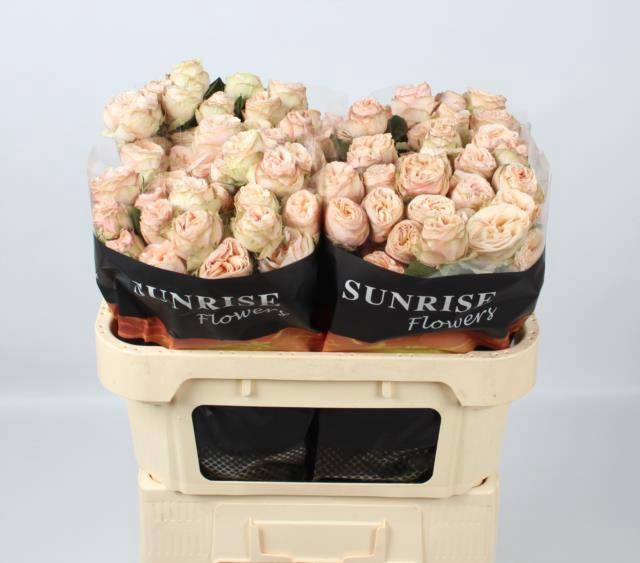 <h4>R TR GEN TRENDSETTER</h4>