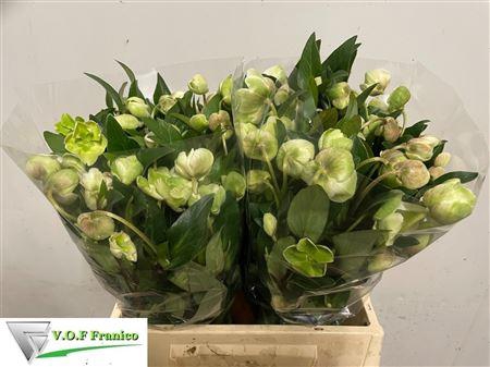 <h4>HELL MAGNIFIC BELLS</h4>