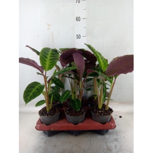 Calathea warscewiczii
