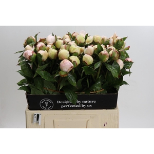 Paeonia Festiva Maxima