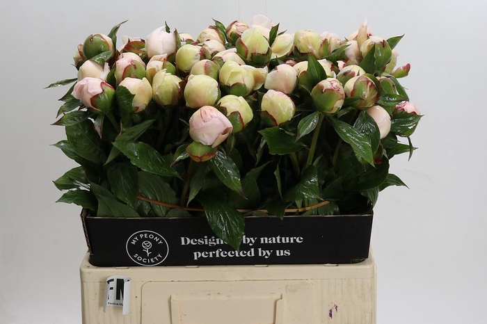 <h4>Paeonia Festiva Maxima</h4>