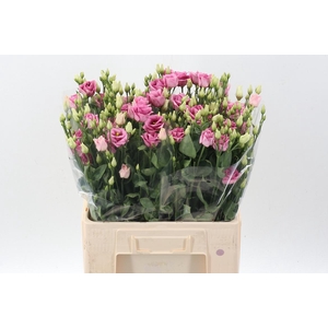 Eus G Rosi Rose Pink