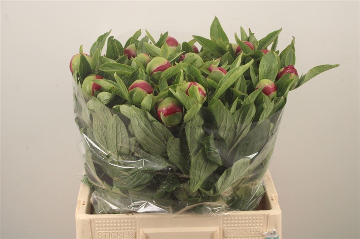 <h4>Paeo L Red Charm</h4>