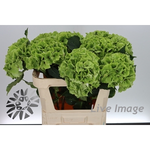 Hydrangea mag emerald classic