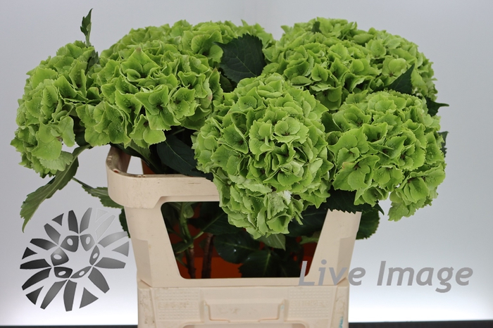 <h4>Hydrangea mag emerald classic</h4>