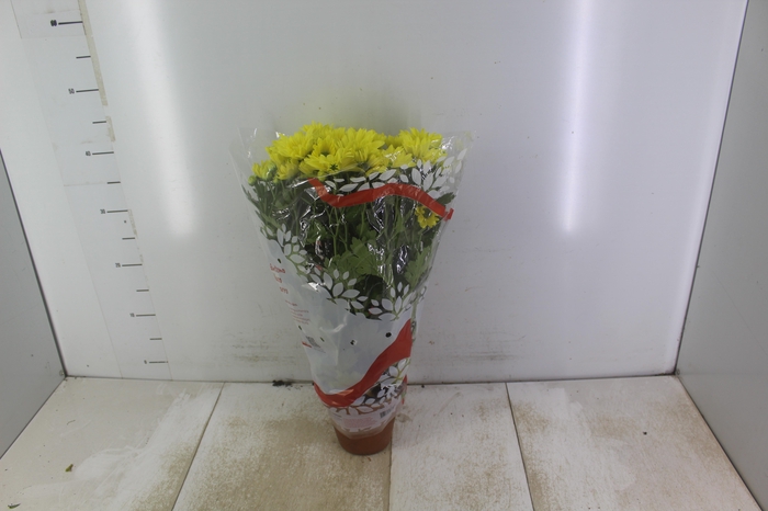 <h4>CRISANTEMO VB1</h4>