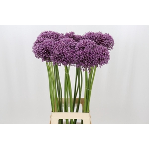 Allium Jasmine
