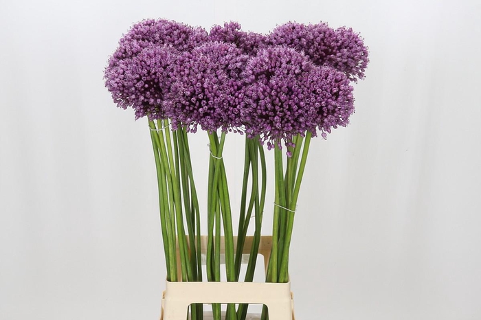 <h4>Allium Jasmine</h4>