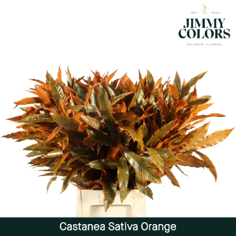 <h4>Castanea sativa Klbh. oranje</h4>