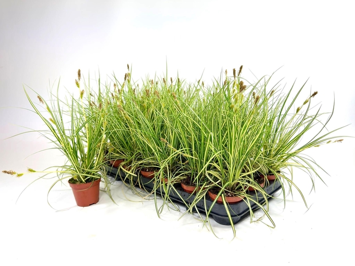 <h4>Carex 'Evergold' p8</h4>
