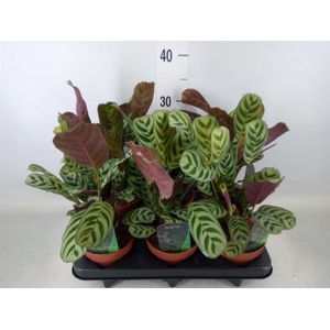 Ctenanthe burle-marxii