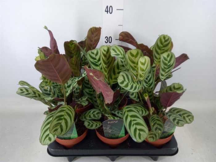 <h4>Ctenanthe burle-marxii</h4>