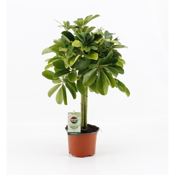 Schefflera compacta Nora