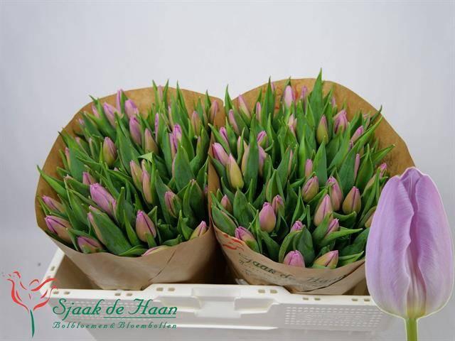 <h4>TU EN CANDY PRINCE</h4>