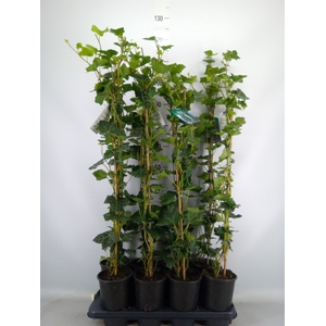 Hedera hibernica