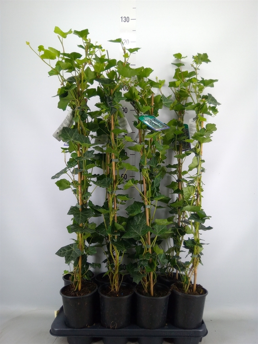 <h4>Hedera hibernica</h4>