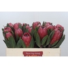 Protea Red Ice