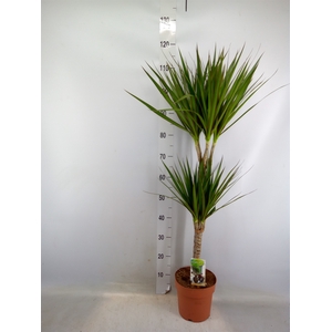 Dracaena marg.