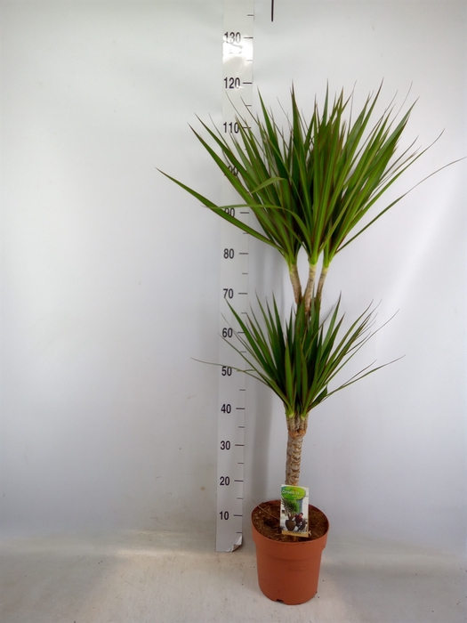 <h4>Dracaena marg.</h4>