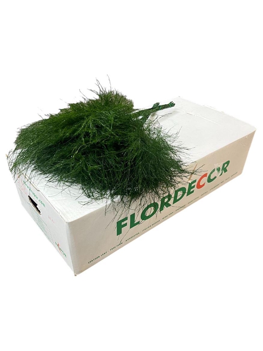 <h4>Treefern Portugal</h4>