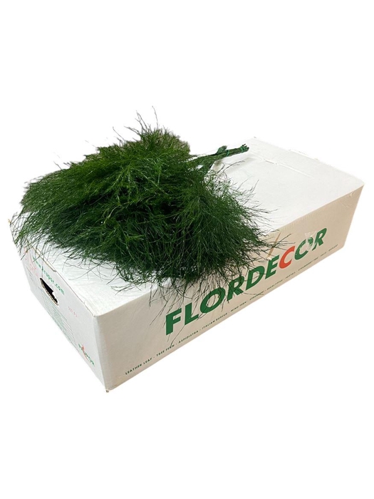 <h4>Treefern Portugal</h4>