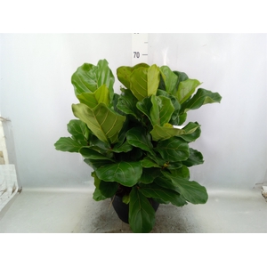 Ficus lyrata