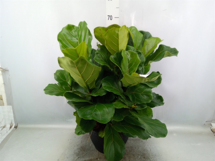 Ficus lyrata