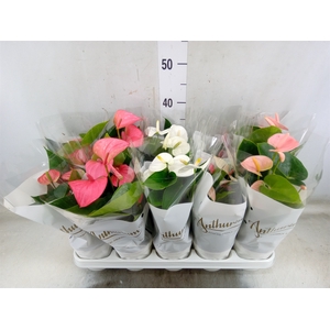 Anthurium andr.   ...mix  5
