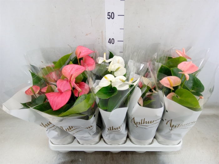 <h4>Anthurium andr.   ...mix  5</h4>