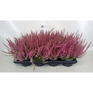 Calluna vulg. 'Garden G Amethyst'