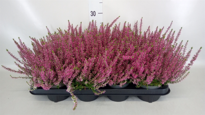 Calluna vulg. 'Garden G Amethyst'