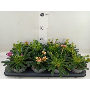 Lewisia cot. 'Rocky Colors'   ..mix