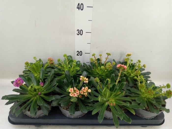 <h4>Lewisia cot. 'Rocky Colors'   ..mix</h4>