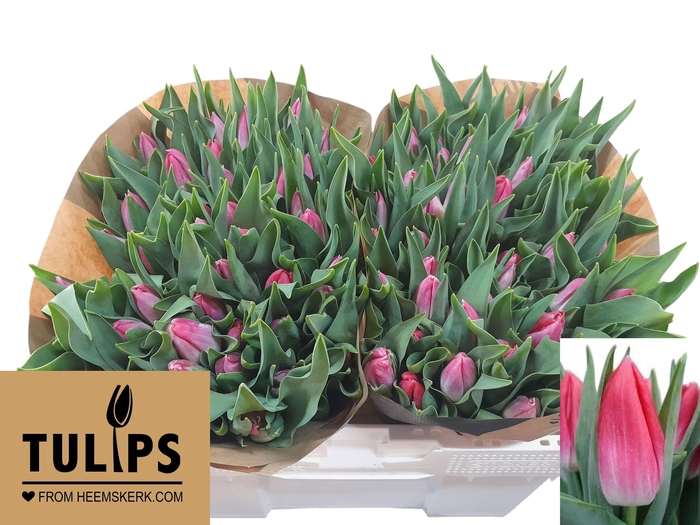 <h4>TU EN BOLROYAL PINK</h4>