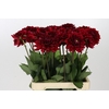 Dahlia Red Runner