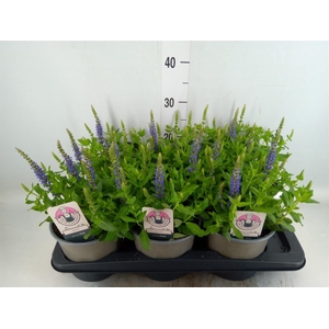 Salvia nemorosa 'Sensation SkyBlue'