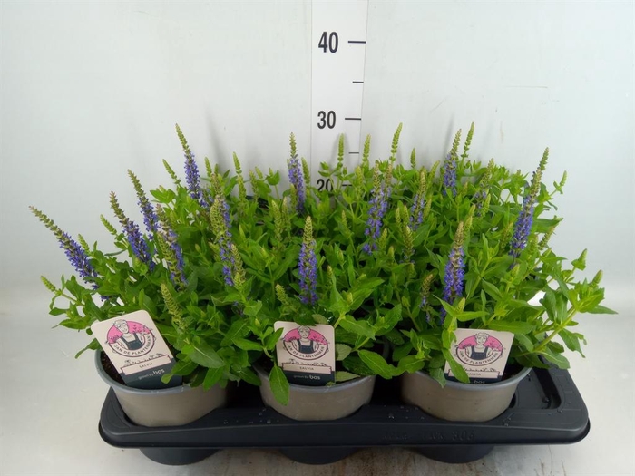 <h4>Salvia nemorosa 'Sensation SkyBlue'</h4>