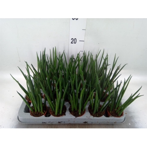 Sansevieria bacularis