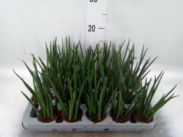 <h4>Sansevieria bacularis</h4>