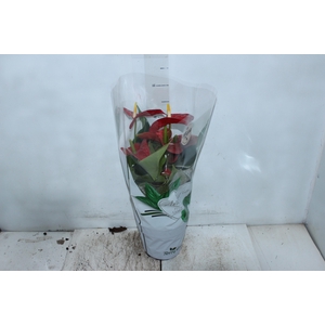 ANTHURIUM MICHIGAN P17