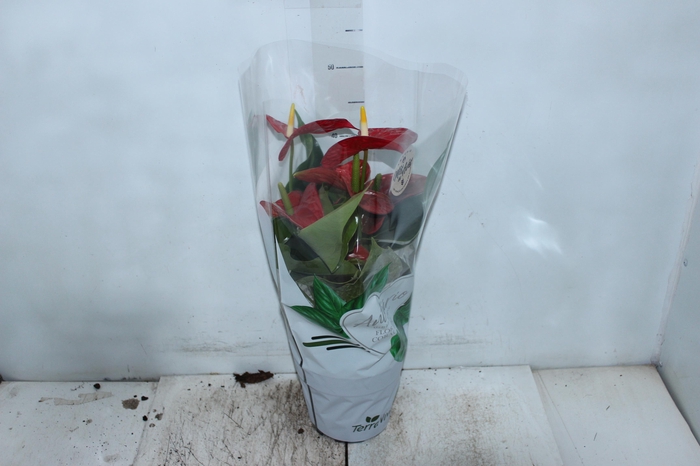 <h4>ANTHURIUM MICHIGAN P17</h4>
