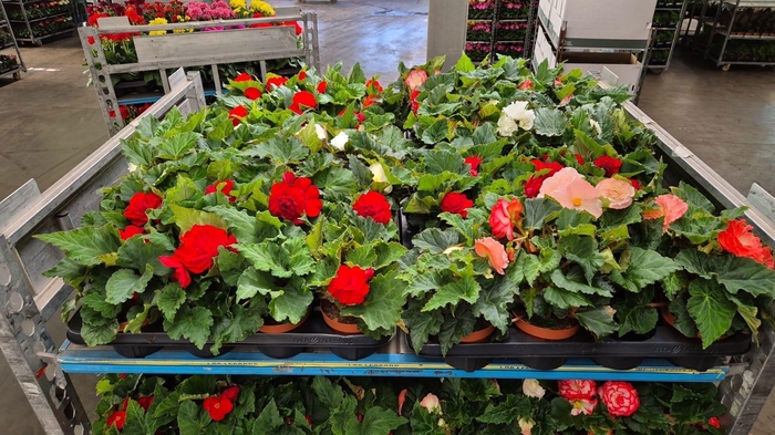 Begonia Tuberhybrida Grp overig