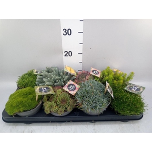 Rotsplanten   ...mix   [Rock plant]
