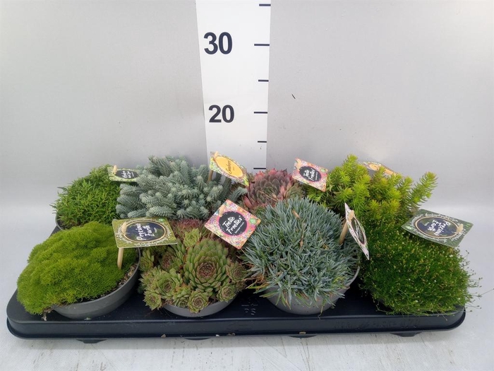 <h4>Rotsplanten   ...mix   [Rock plant]</h4>