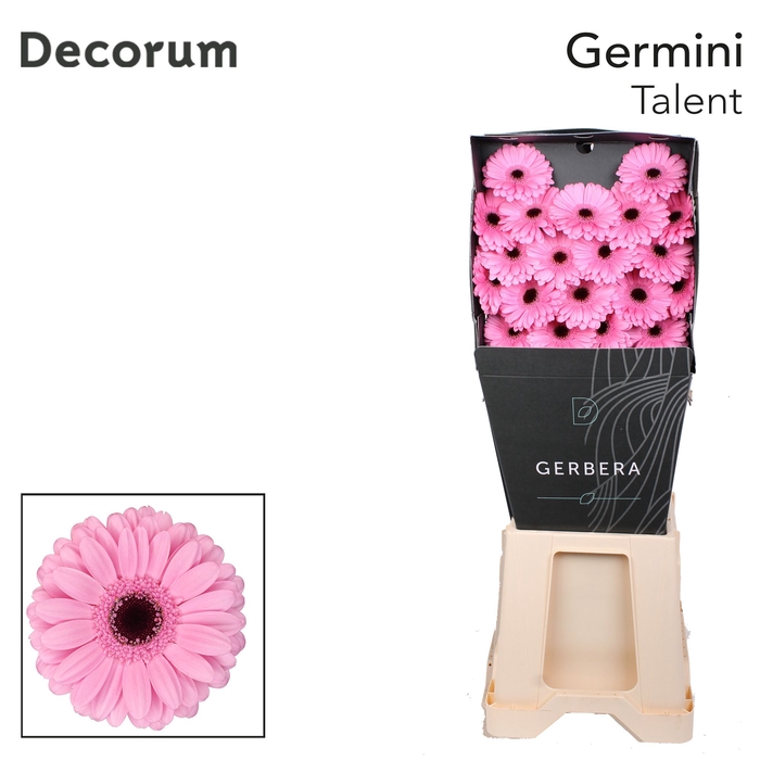 <h4>Germini Talent Diamond</h4>