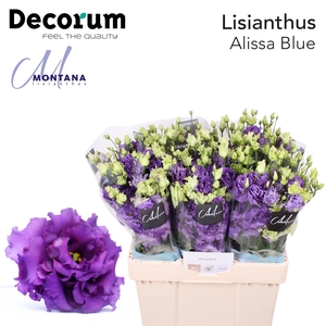 Lisianthus Alissa blue 60cm