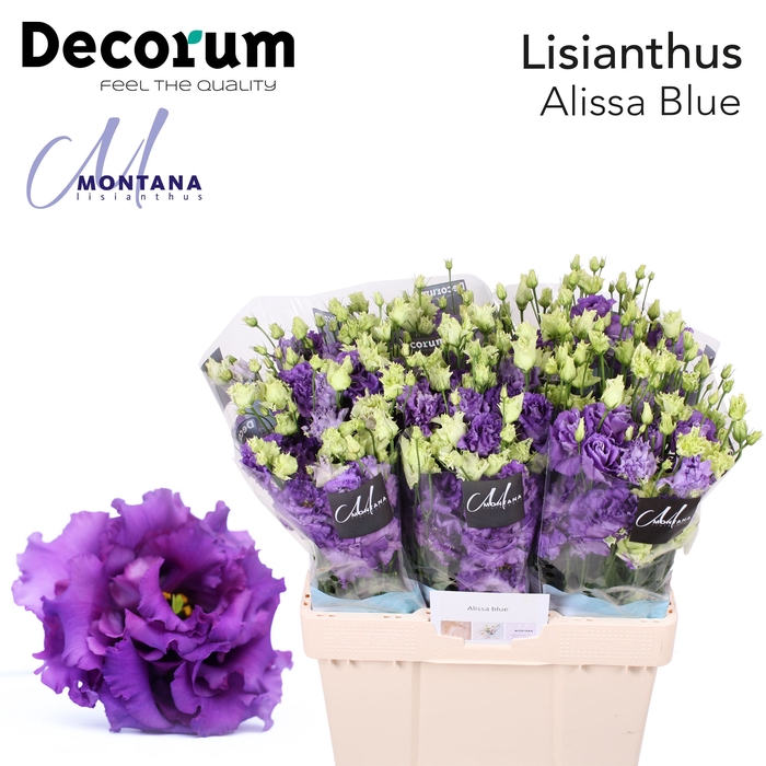 <h4>Lisianthus Alissa blue 60cm</h4>